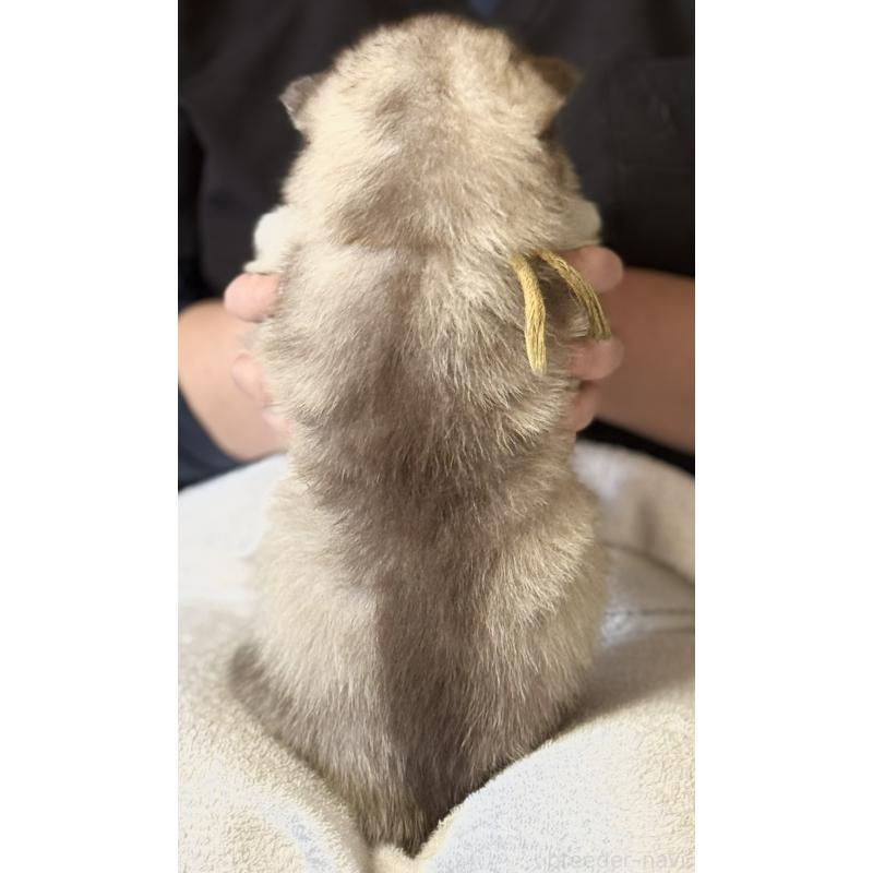 販売中の徳島県のシベリアンハスキー-456196の4枚目