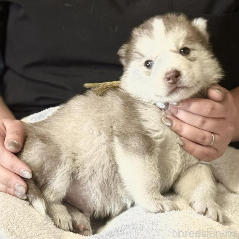販売中の徳島県のシベリアンハスキー-456196の3枚目