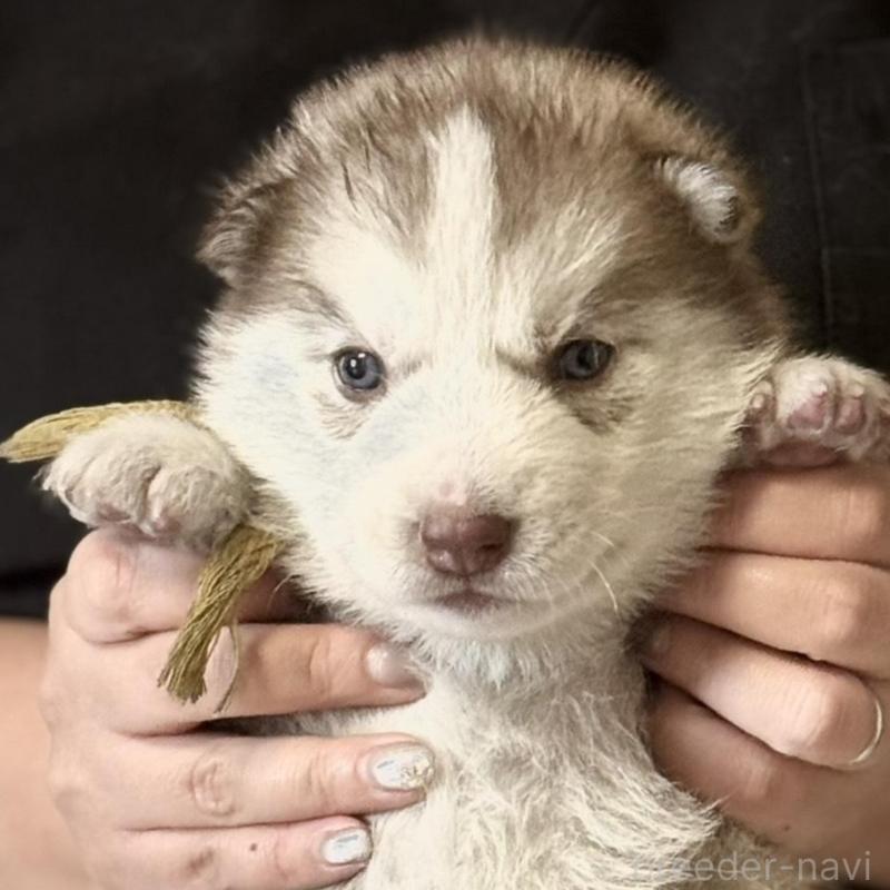 販売中の徳島県のシベリアンハスキー-456196の2枚目
