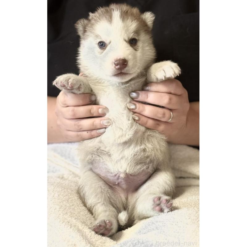 販売中の徳島県のシベリアンハスキー-456197の5枚目