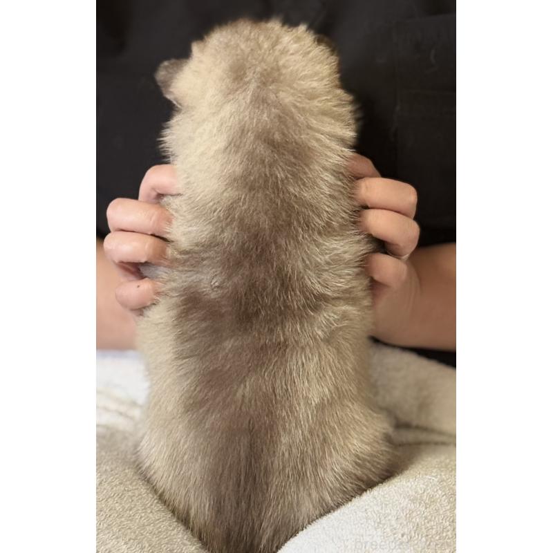 販売中の徳島県のシベリアンハスキー-456197の4枚目