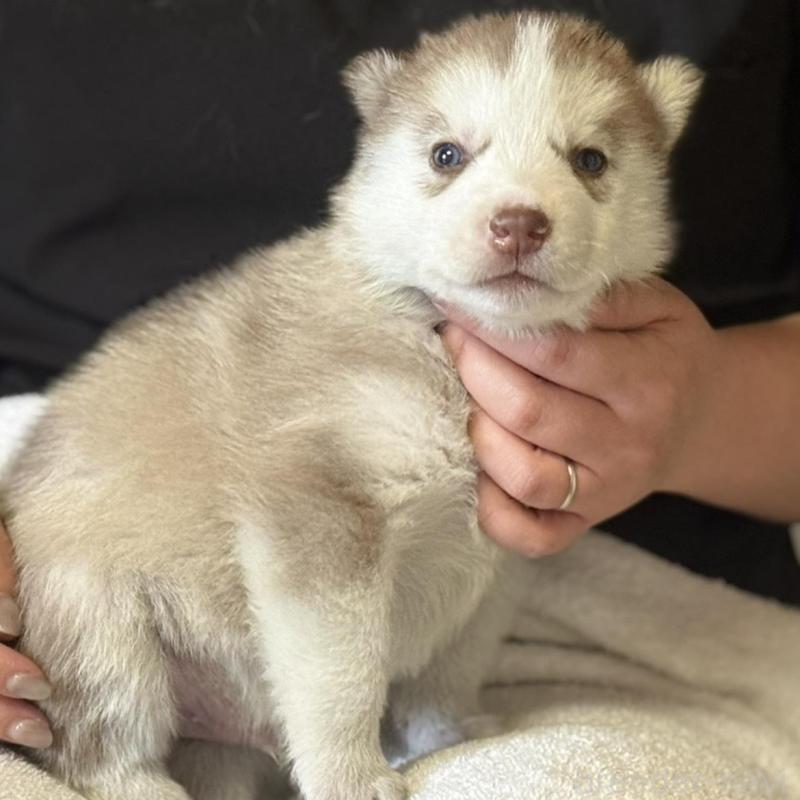 販売中の徳島県のシベリアンハスキー-456197の3枚目