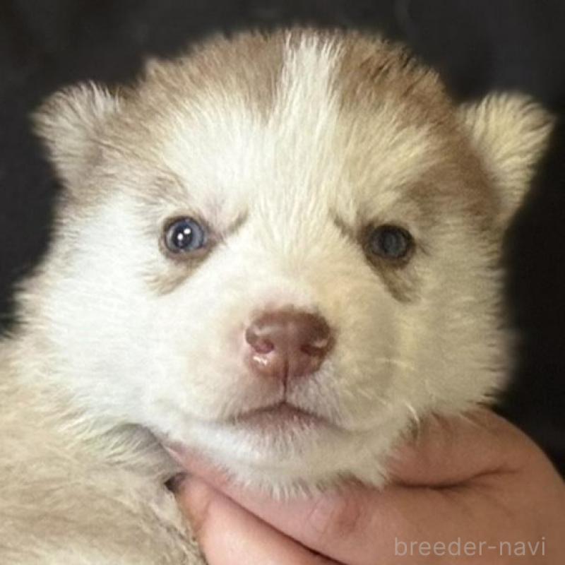 販売中の徳島県のシベリアンハスキー-456197の2枚目