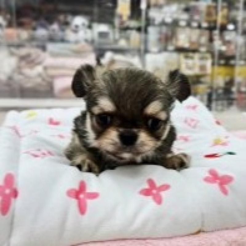 販売中の東京都のチワワ(ロングコート)-456198の2枚目