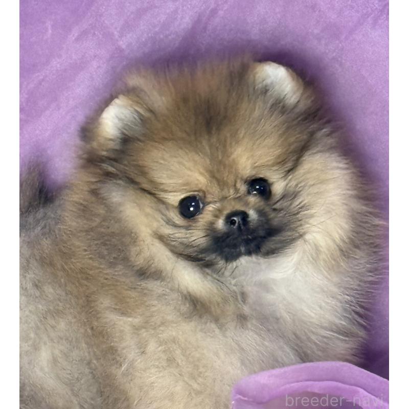 販売中の三重県のポメラニアン-456199の9枚目