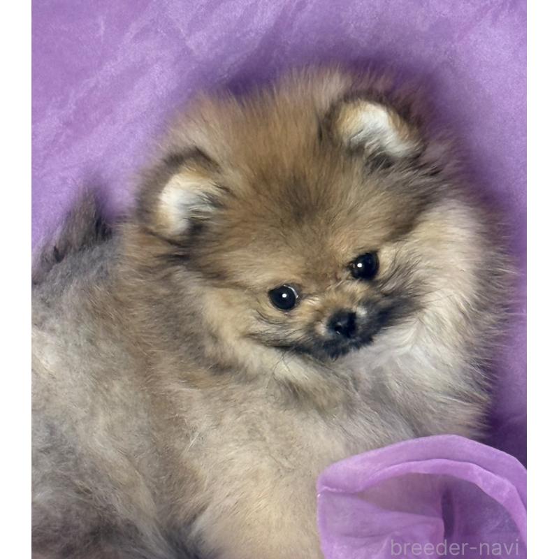 販売中の三重県のポメラニアン-456199の8枚目
