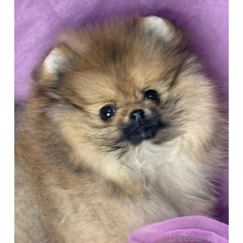 販売中の三重県のポメラニアン-456199の7枚目