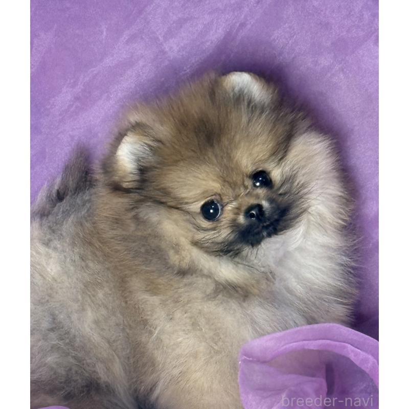 販売中の三重県のポメラニアン-456199の6枚目