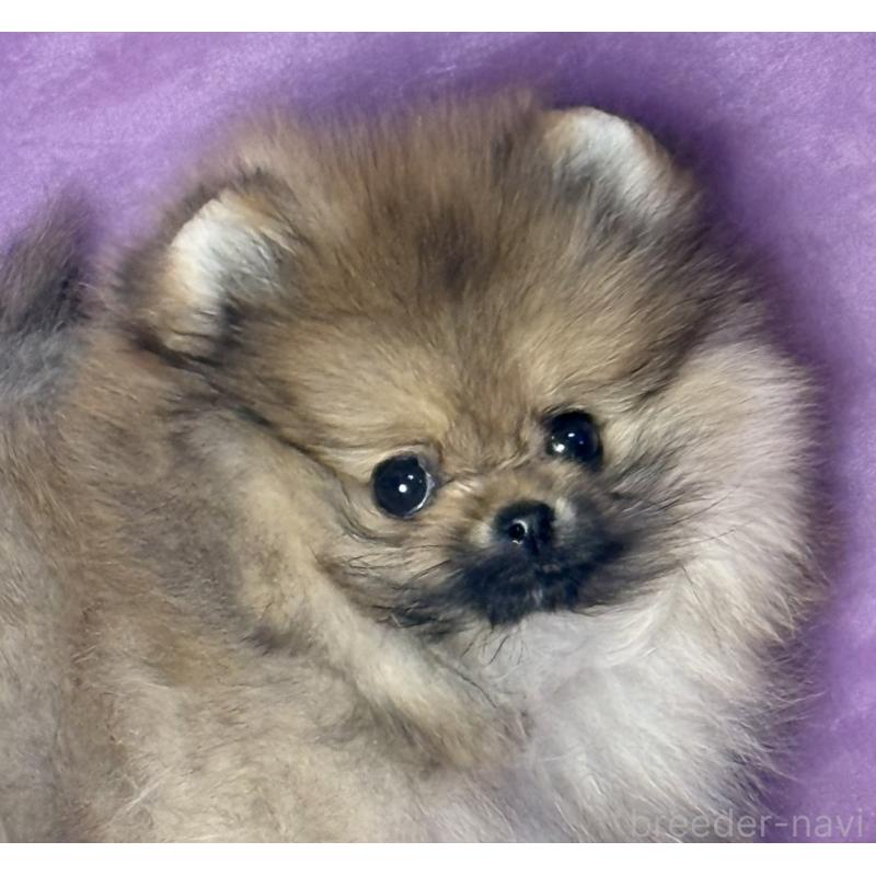 販売中の三重県のポメラニアン-456199の5枚目