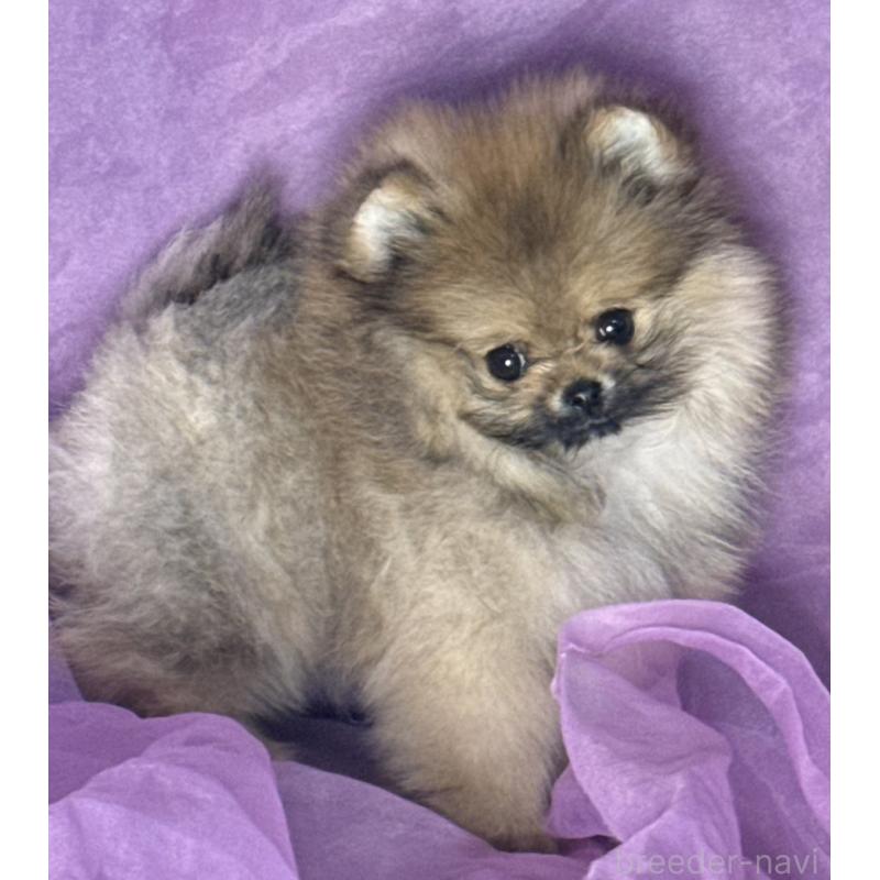 販売中の三重県のポメラニアン-456199の4枚目