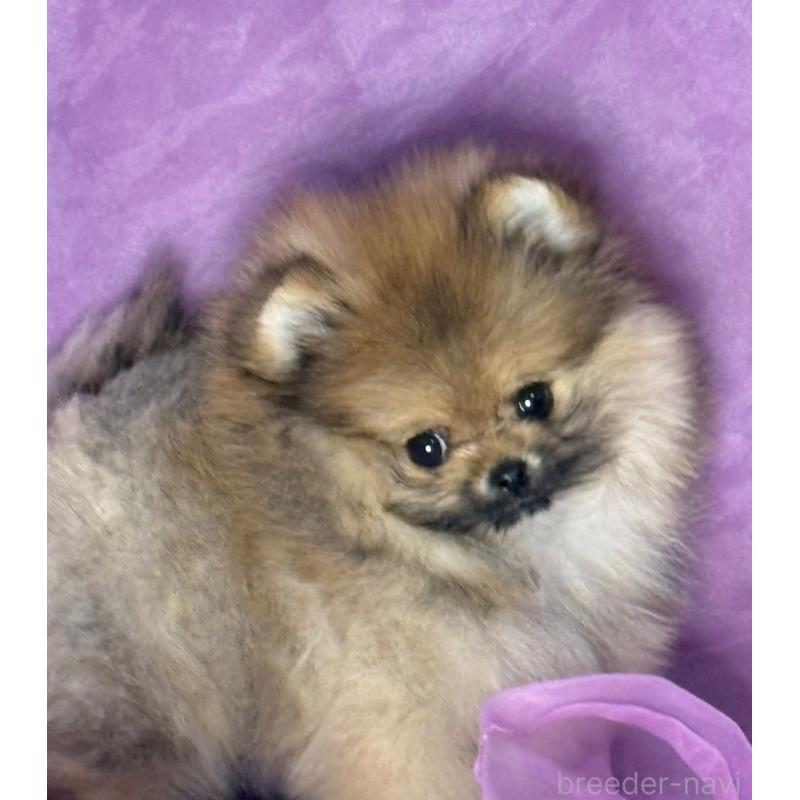 販売中の三重県のポメラニアン-456199の3枚目