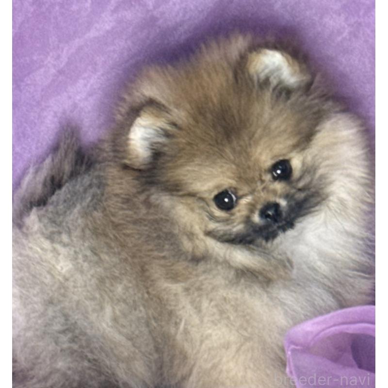 販売中の三重県のポメラニアン-456199の2枚目