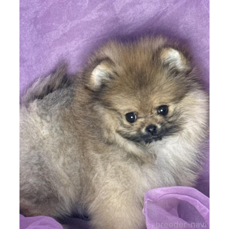 販売中の三重県のポメラニアン-456199