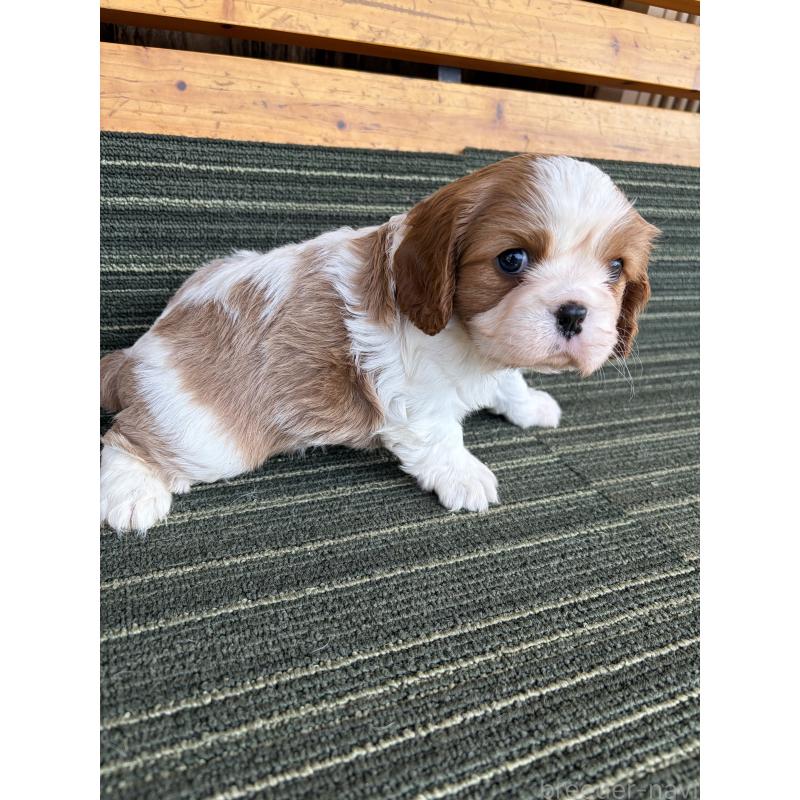 販売中の岡山県のキャバリアキングチャールズスパニエル-456200の3枚目