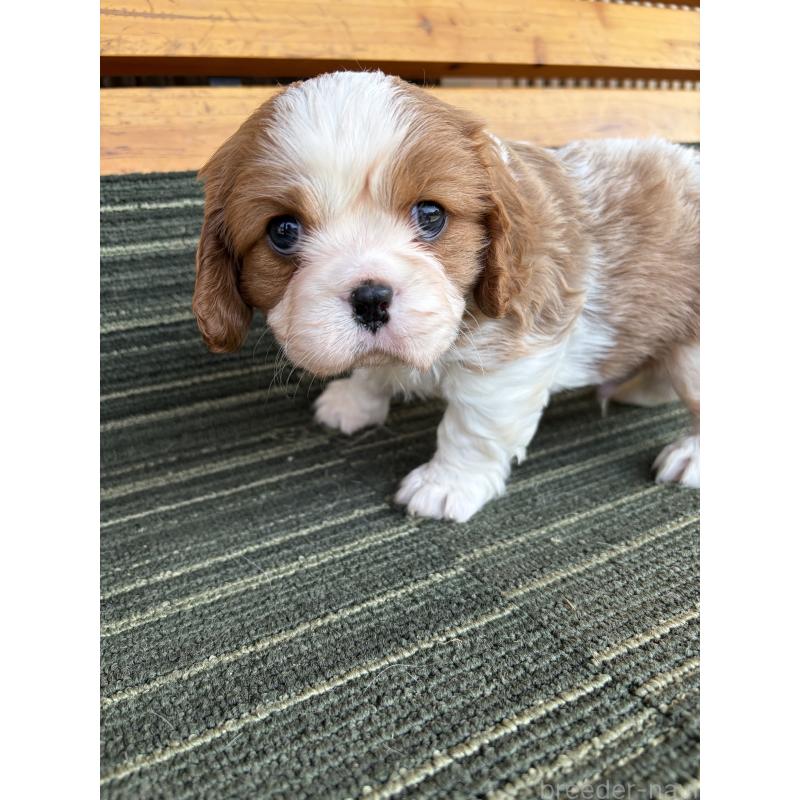 販売中の岡山県のキャバリアキングチャールズスパニエル-456200の2枚目