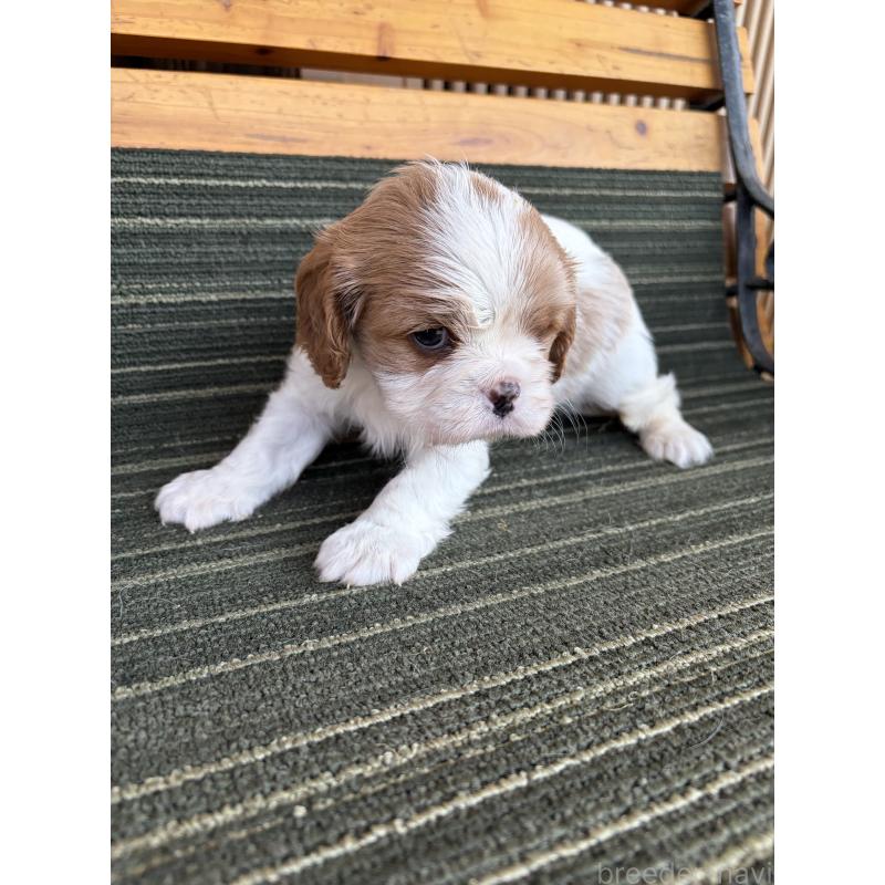 販売中の岡山県のキャバリアキングチャールズスパニエル-456201の3枚目