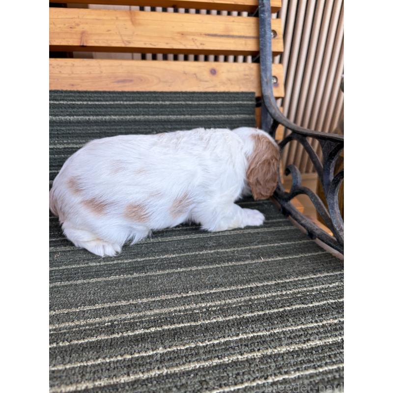 販売中の岡山県のキャバリアキングチャールズスパニエル-456201の2枚目