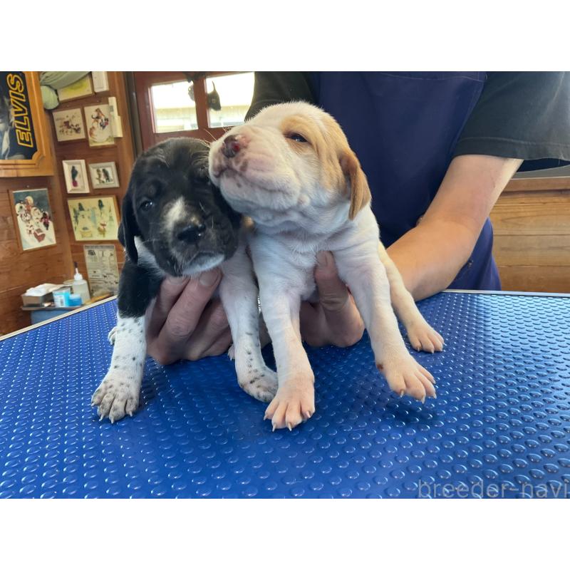 販売中の千葉県のイングリッシュポインター-456205の2枚目