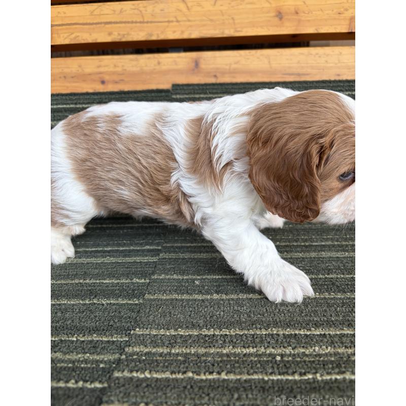 販売中の岡山県のキャバリアキングチャールズスパニエル-456202の2枚目