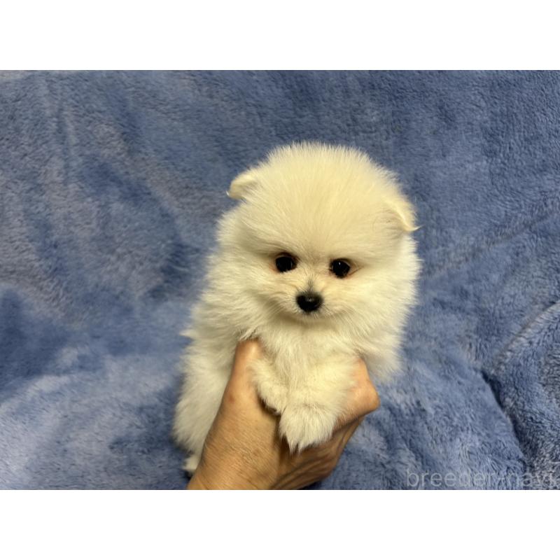 販売中の佐賀県のポメラニアン-456203の4枚目