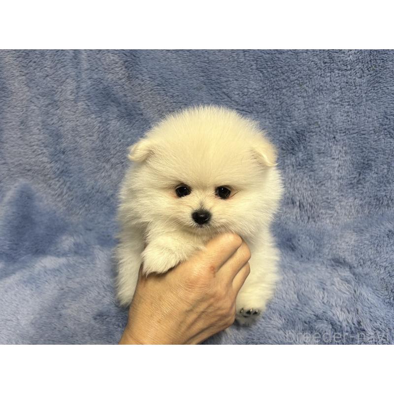 販売中の佐賀県のポメラニアン-456203の3枚目