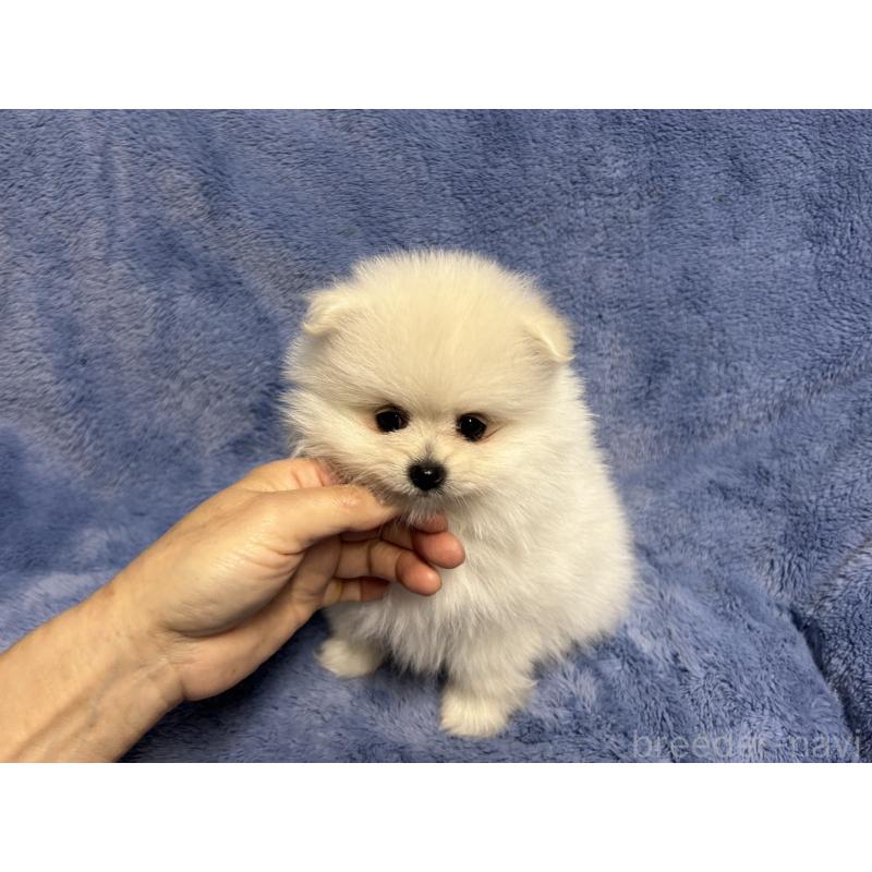 販売中の佐賀県のポメラニアン-456203の2枚目