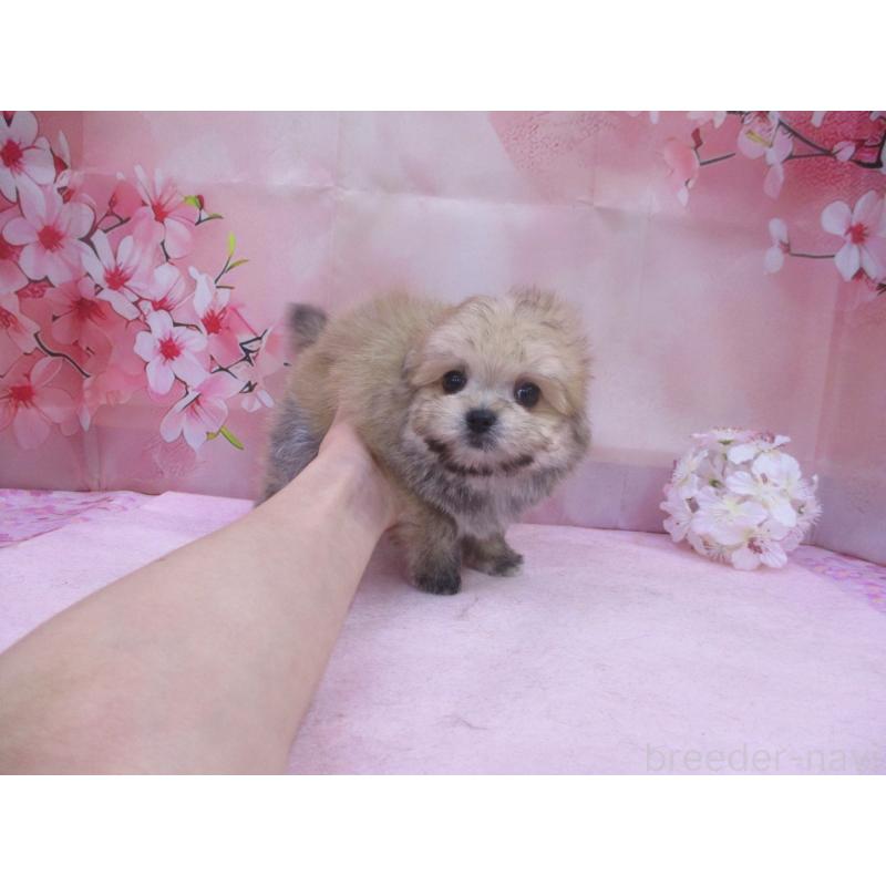 販売中の鳥取県のチワマル:チワワ×マルチーズ-456204の3枚目