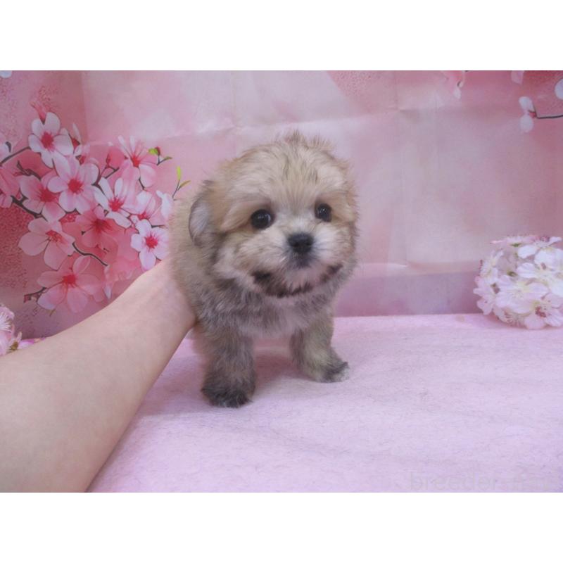 販売中の鳥取県のチワマル:チワワ×マルチーズ-456204の2枚目