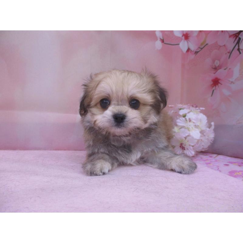 販売中の鳥取県のチワマル:チワワ×マルチーズ-456206の3枚目