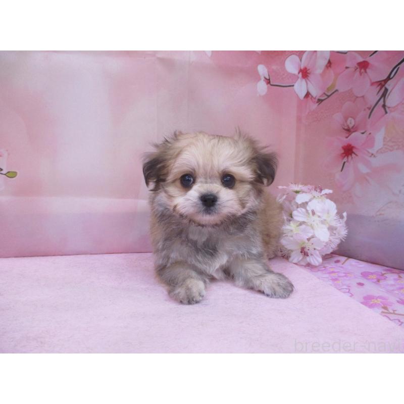 販売中の鳥取県のチワマル:チワワ×マルチーズ-456206の2枚目