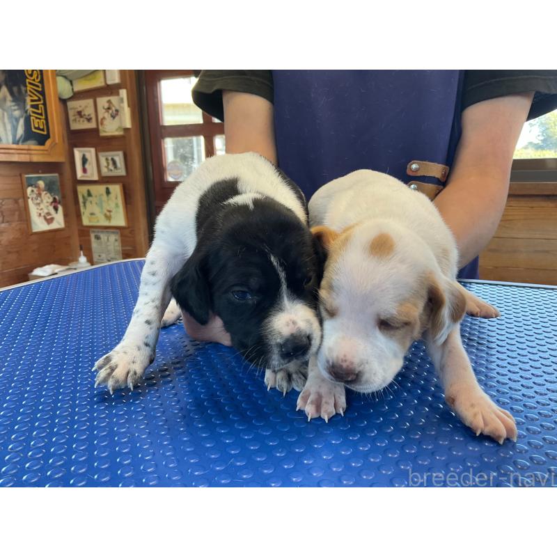 販売中の千葉県のイングリッシュポインター-456207の2枚目