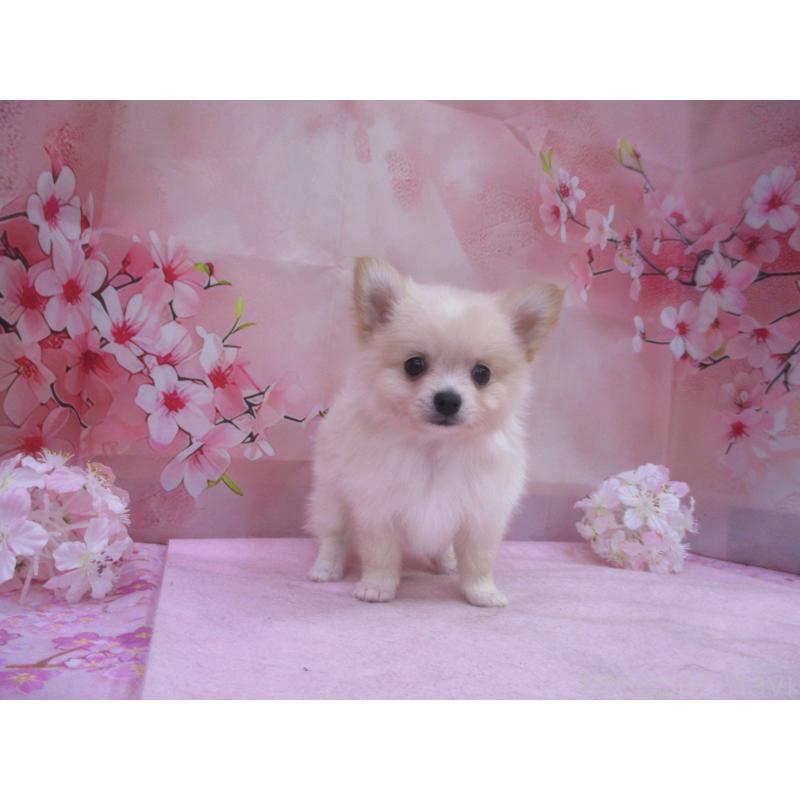 販売中の鳥取県のポメチワ:ポメラニアン×チワワ-456211の3枚目