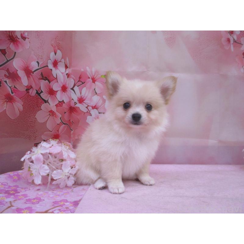 販売中の鳥取県のポメチワ:ポメラニアン×チワワ-456211の2枚目