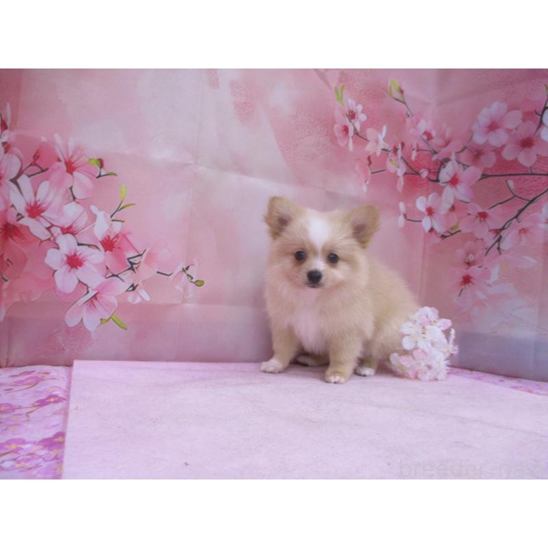 販売中の鳥取県のポメチワ:ポメラニアン×チワワ-456212の3枚目