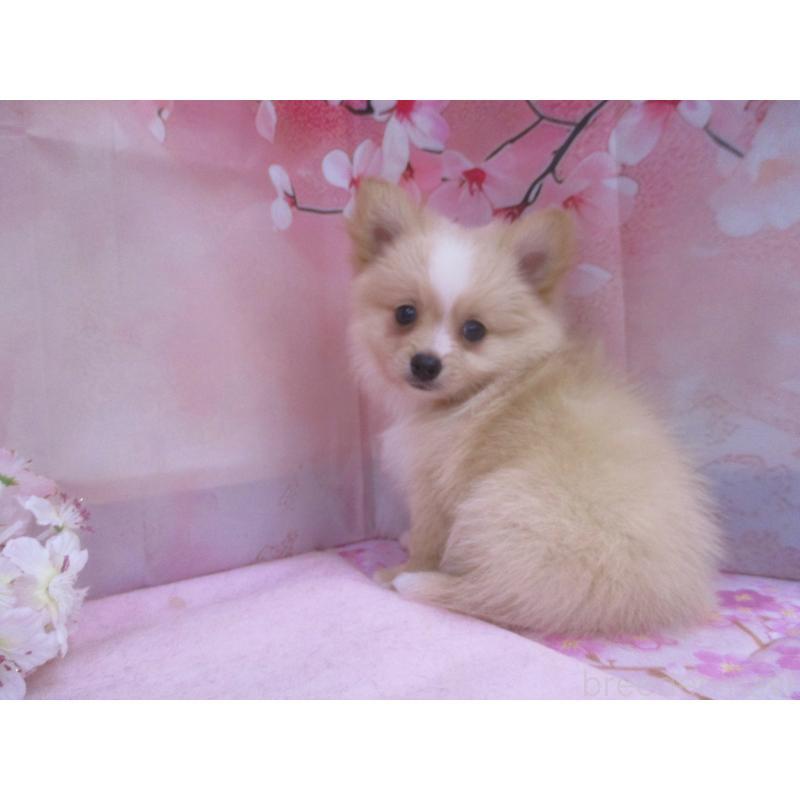 販売中の鳥取県のポメチワ:ポメラニアン×チワワ-456212の2枚目