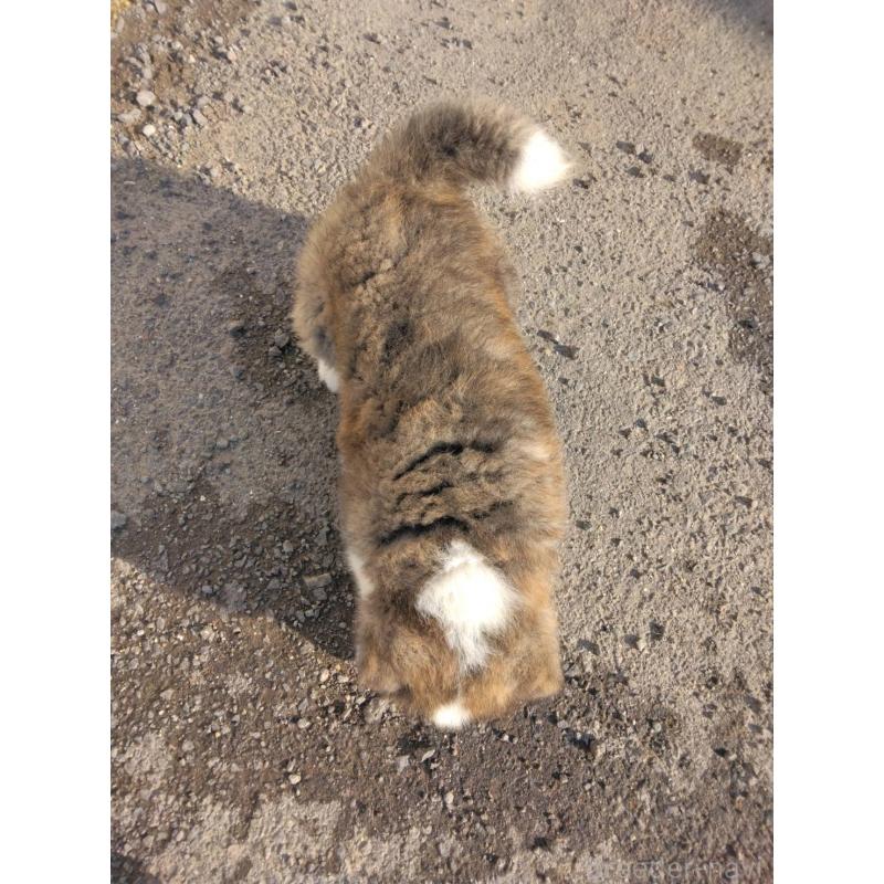 販売中の福岡県の秋田犬-456213の2枚目