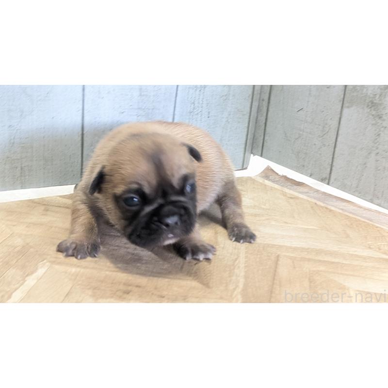 販売中の熊本県のフレンチブルドッグ-456214の4枚目