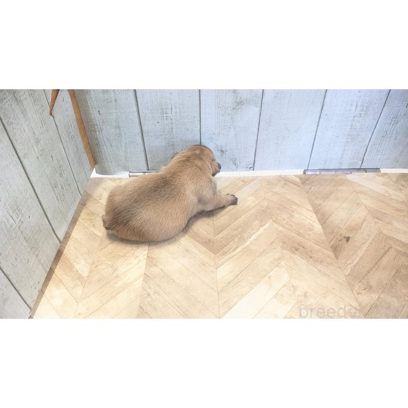 販売中の熊本県のフレンチブルドッグ-456214の3枚目