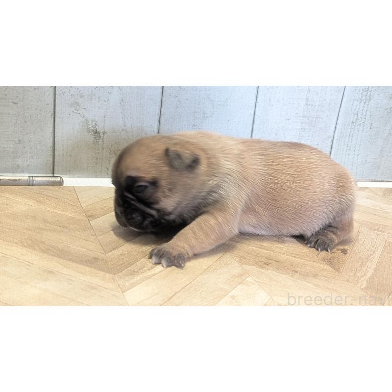 販売中の熊本県のフレンチブルドッグ-456214の2枚目