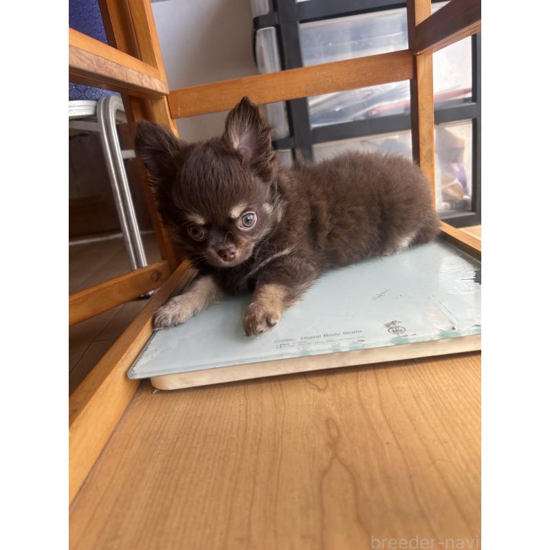 販売中の愛知県のチワワ(ロングコート)-446967の3枚目