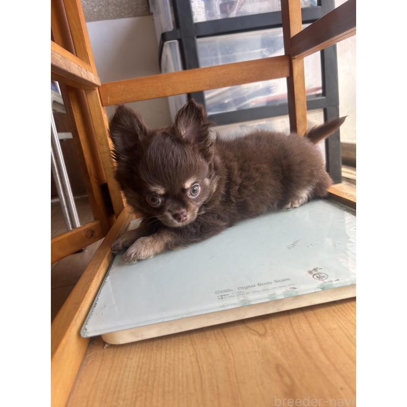 販売中の愛知県のチワワ(ロングコート)-446967の2枚目