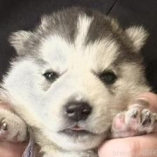 ♀︎シベリアンハスキー