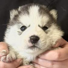 ♀︎シベリアンハスキー