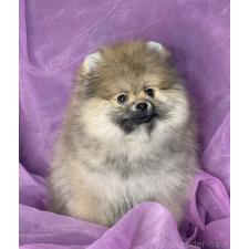 ♀︎ポメラニアン
