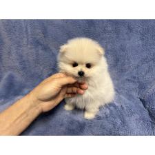 ポメラニアンの子犬