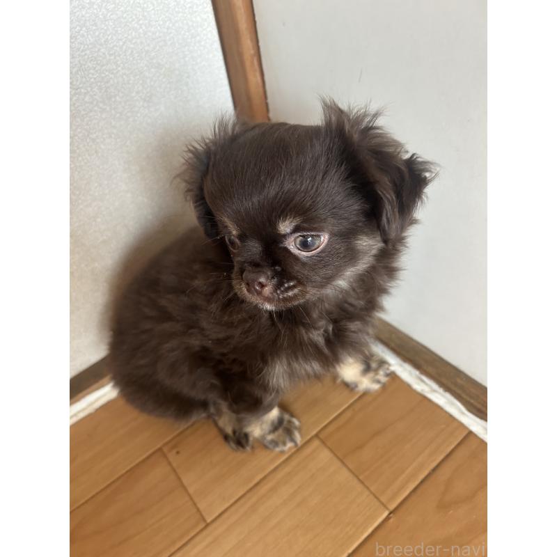 販売中の愛知県のチワワ(ロングコート)-446964の4枚目