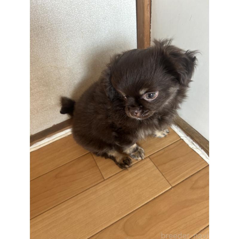 販売中の愛知県のチワワ(ロングコート)-446964の3枚目