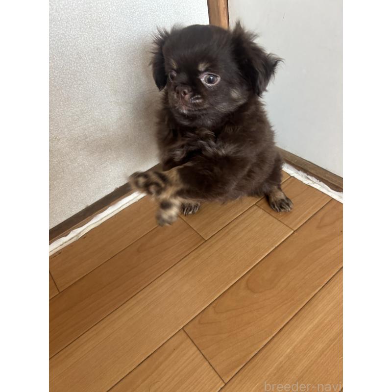 販売中の愛知県のチワワ(ロングコート)-446964の2枚目