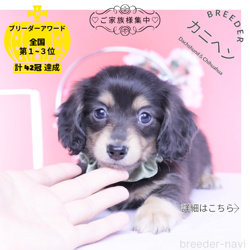 販売中の愛知県のカニンヘンダックスフンド(ロングヘアード)-453647