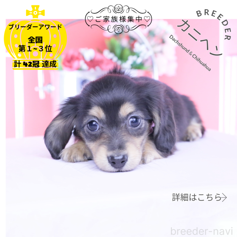 販売中の愛知県のカニンヘンダックスフンド(ロングヘアード)-453645